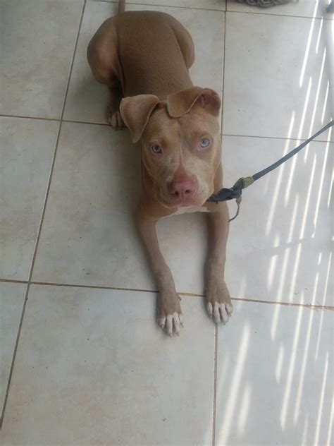 Sex: Female. . Red nose pitbull for sale